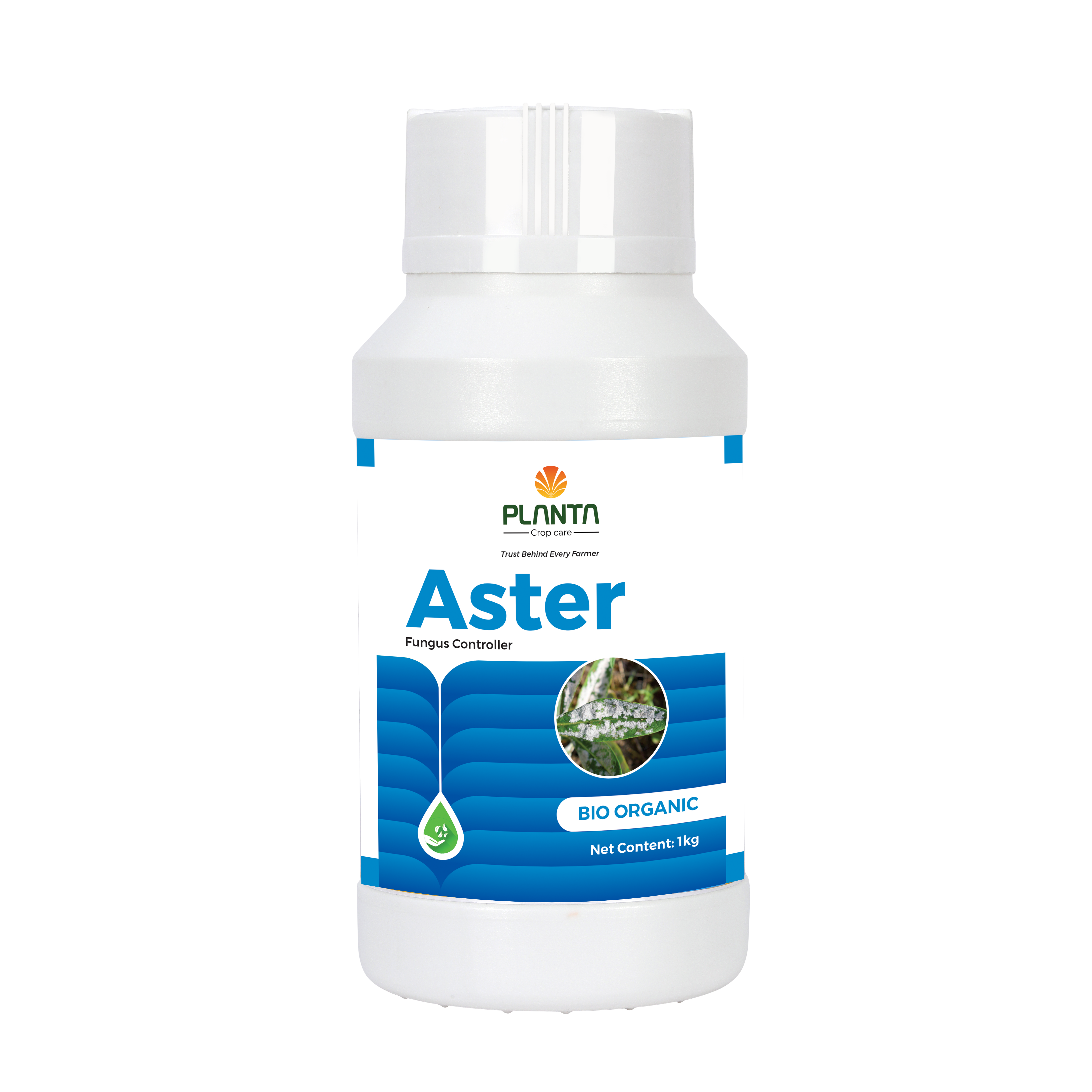 Aster