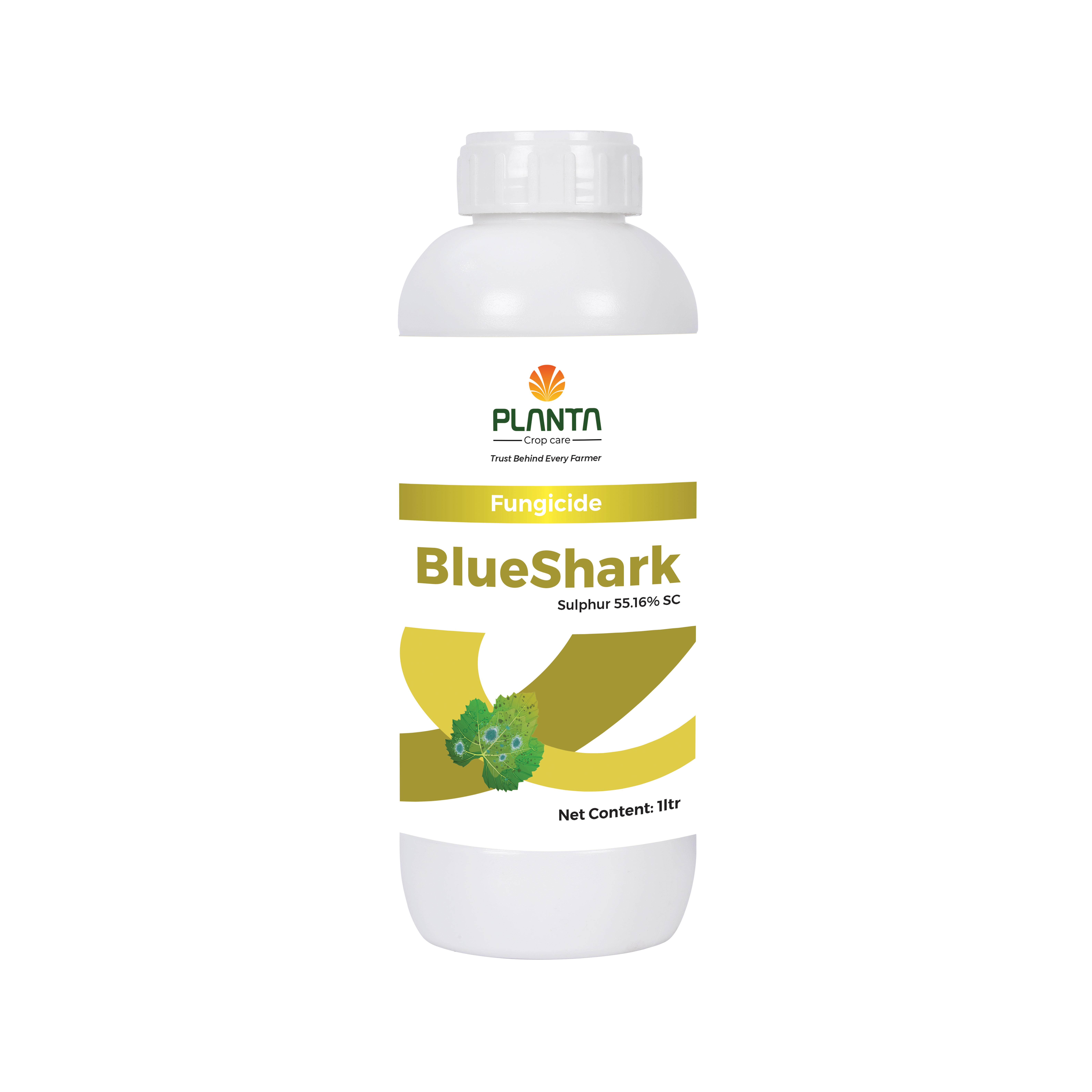 Blue-Shark